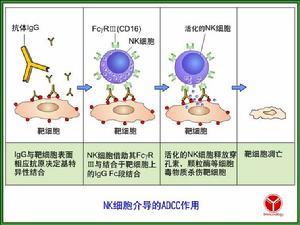 slcdslcd是什么意思